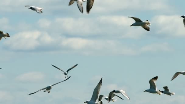 Gaviotas voladoras en el cielo al atardecer — Vídeo de stock