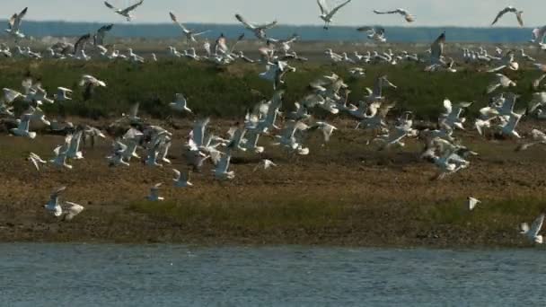 Gaviotas sobre la línea de playa con rocas y arena — Vídeos de Stock