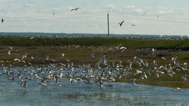 Gaivotas sobre a linha de praia do mar com rochas e areia — Vídeo de Stock