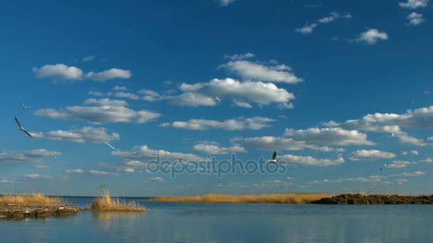 Літаючі мартіни в небі на заході сонця Стокове Відео 