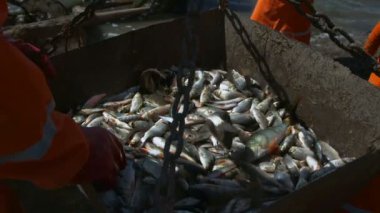 Gölde ticari balıkçılık