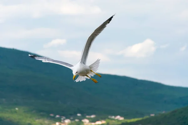 A large gull hovers above the Adriatic Sea — Stock Photo, Image