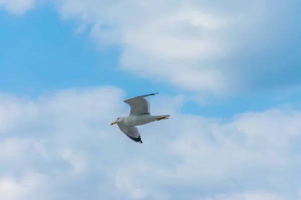 大型カモメがアドリア海の海の上に置いた — ストック写真