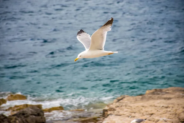 大型カモメがアドリア海の海の上に置いた — ストック写真