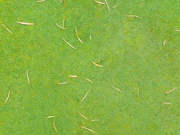 Zielony trawnik i suszonych liści — Zdjęcie stockowe