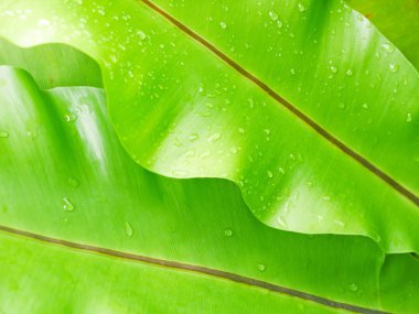 Damlacık yeşil yapraklarda