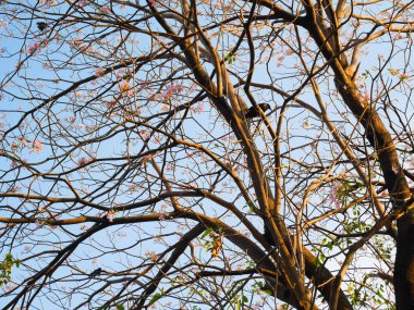 Ağaç dalları ve mavi gökyüzü arka plan üzerinde bir karga 