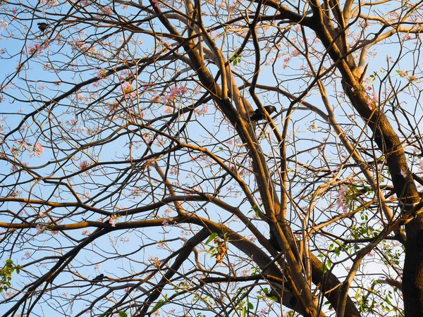 Ağaç dalları ve mavi gökyüzü arka plan üzerinde bir karga 