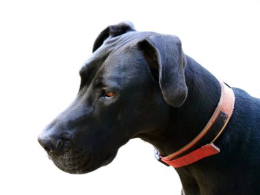 Siyah köpek (ile kırpma yolu kapatın)