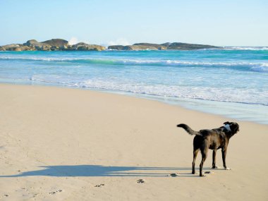 siyah köpek sahilde