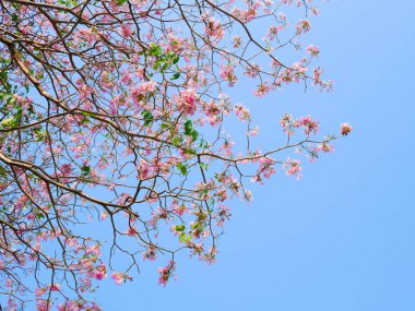 Çiçek açan Tabebuia rosea 