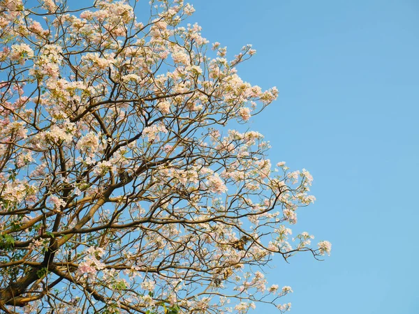 Çiçek açan Tabebuia rosea 