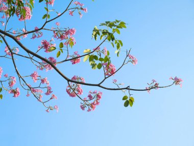 Çiçek açan Tabebuia rosea 