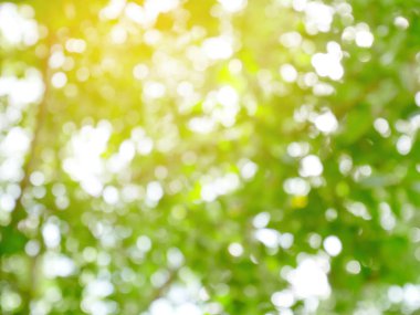 Ağaçlar bokeh arka plan bulanık