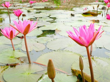 Bloom güzel pembe nilüferler