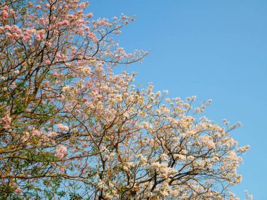 Çiçek açan Tabebuia rosea 