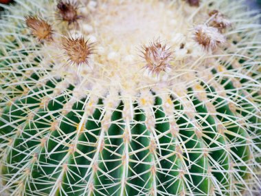 Kaktüs çiçek ve dikenleri ile yakından