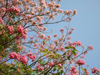 Çiçek açan Tabebuia rosea 