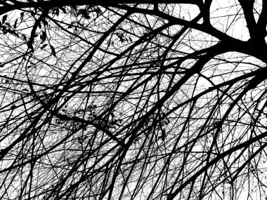 siluet ağaç dalları