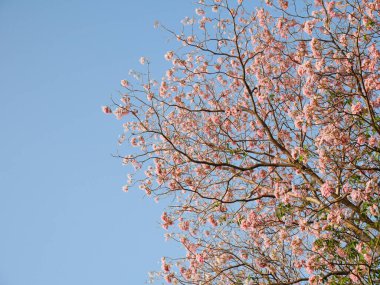 Tabebuia gülü açık mavi gökyüzünde çiçek açıyor.
