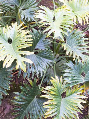 Bitkiyi selloum gür yeşil yapraklar gölgeli tropikal bahçe içinde.