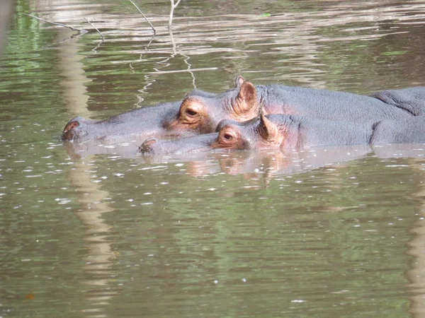 Hipopotamus 埋在河里，用头脑去显示 — 图库照片