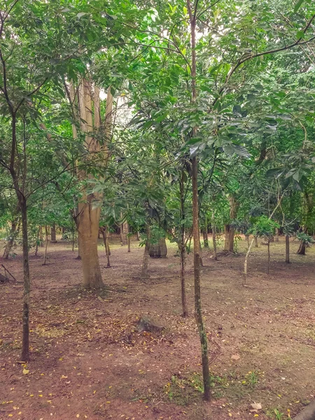 Cesta Malé Lesní Malými Stromy Den Zataženo Deštivo — Stock fotografie