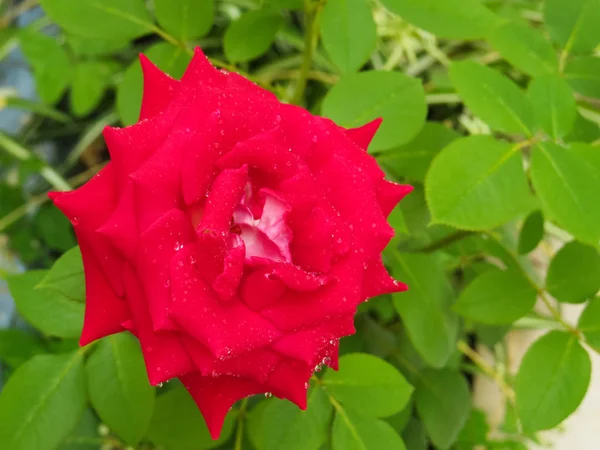 Fleur Rose Couleur Rouge Avec Des Gouttelettes Eau Sur Les — Photo