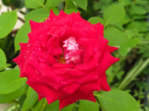 Rose Rouge Fleurie Avec Des Gouttes Eau Sur Ses Pétales — Photo
