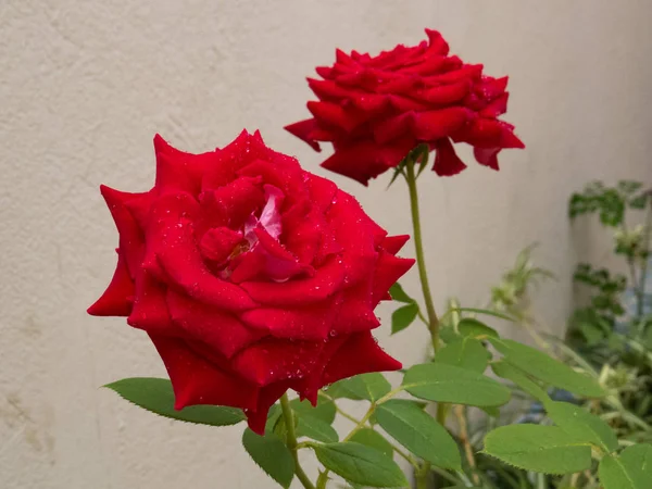 Deux Roses Rouges Avec Rosée Sur Fond Lumière Floue — Photo