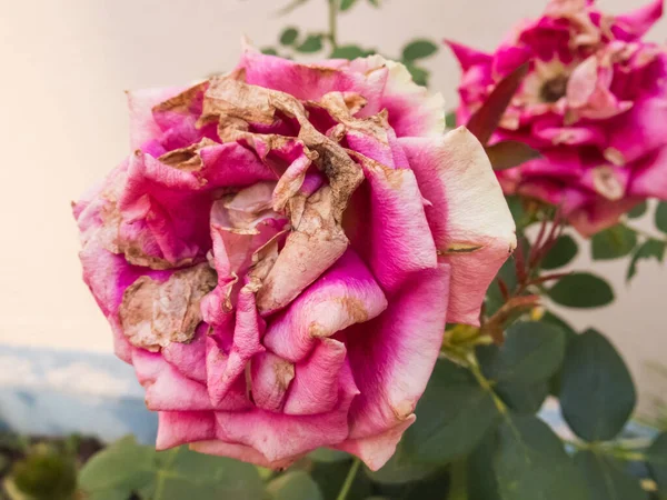 Gros Plan Deux Roses Flétries Dans Jardin Extérieur Avec Pétales — Photo