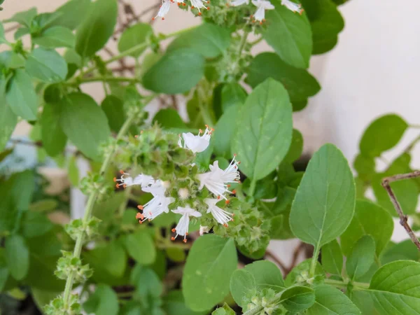 Sprig Bazylii Biały Kwiat Zbliżenie Zielone Liście Tle — Zdjęcie stockowe
