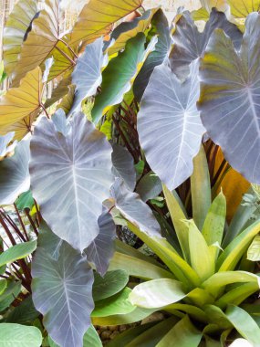 Güneşli bir günde bahçede yoğun mor ve bromeliad yapraklı Colocasia esculenta..