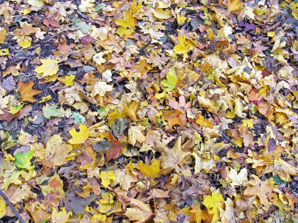 Fondo de hojas caídas. Hojas caídas fondo . — Foto de Stock