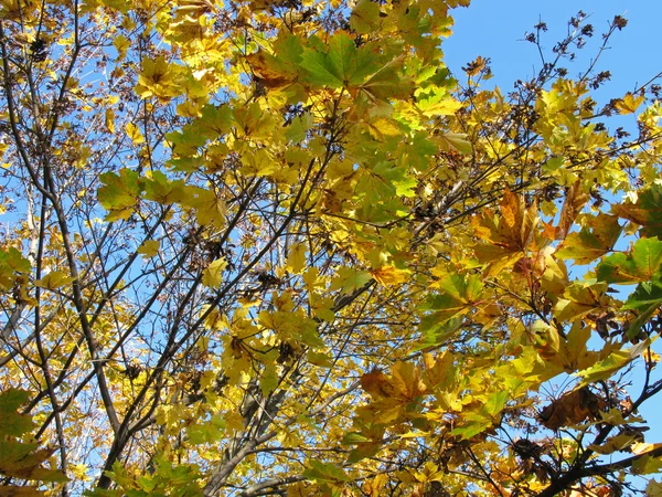 Folhas amarelas nas árvores. Dia de outono claro . — Fotografia de Stock