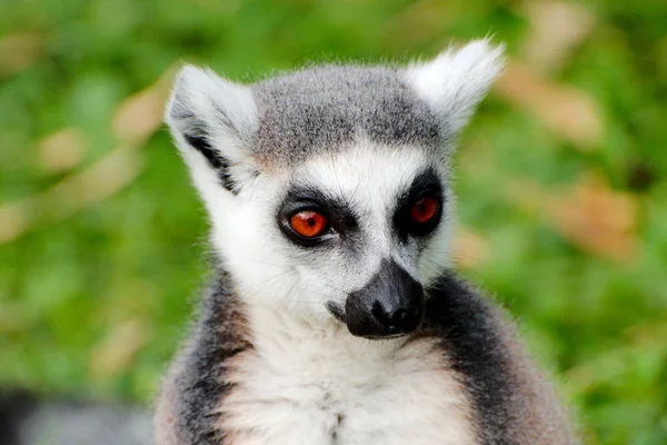 Halka Kuyruklu Lemur