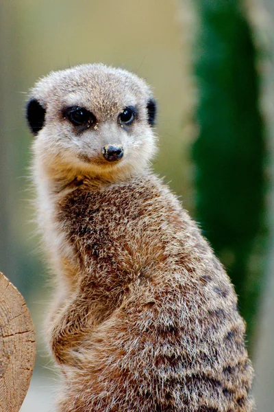 Uyarı Meerkat tehlike için izliyor