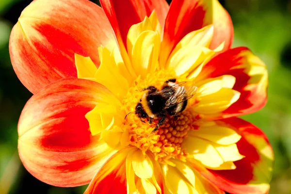 Arı polen dalya toplama