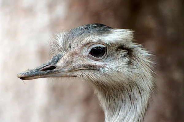 Greater rhea in a park — Stock Photo, Image