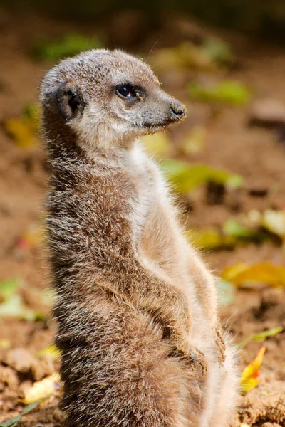 Uyarı bir çöl faresi