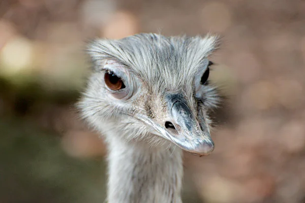 daha büyük bir Riya yakın çekim