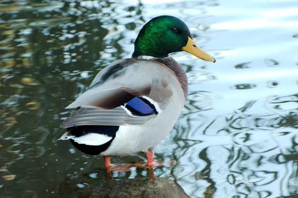 Su kenarında ördek