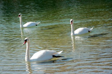 Üç kuğular gölde bir