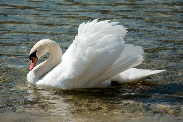 Bir göl üzerinde tek Kuğu
