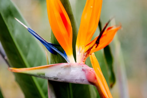 Bir bahçe içinde egzotik çiçek