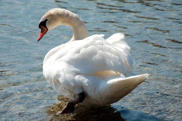 Bir göl üzerinde tek Kuğu