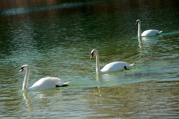 Üç kuğular gölde bir