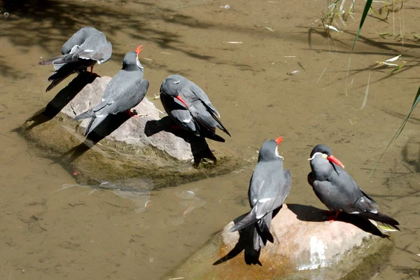 Yaz aylarında beş kuş