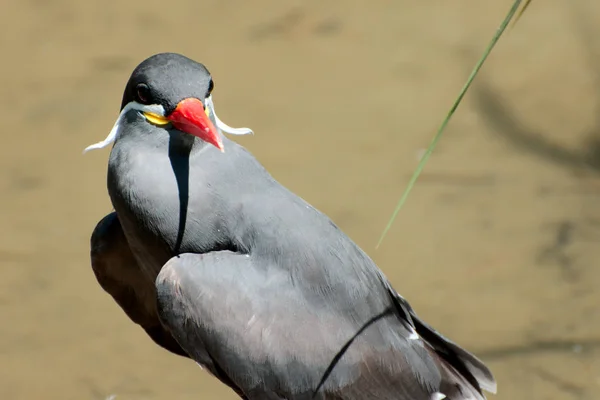 Yaz aylarında tek kuş