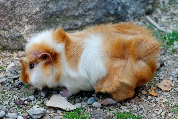 Tek eskiden şiling şimdi domuz